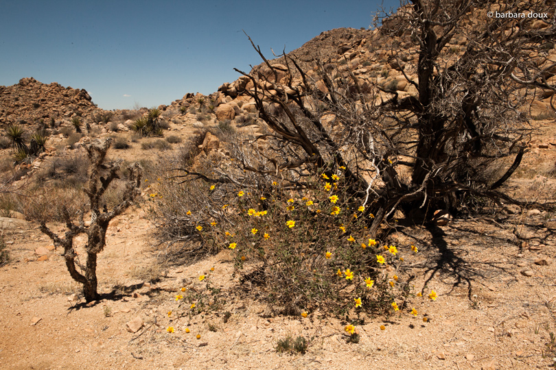 Joshua Tree