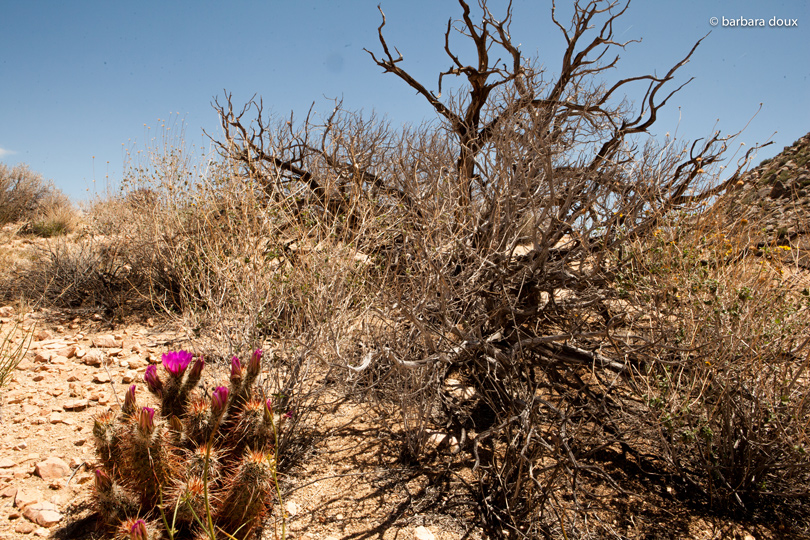 Joshua Tree