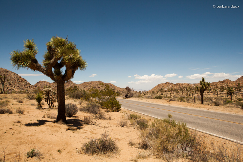 Joshua Tree