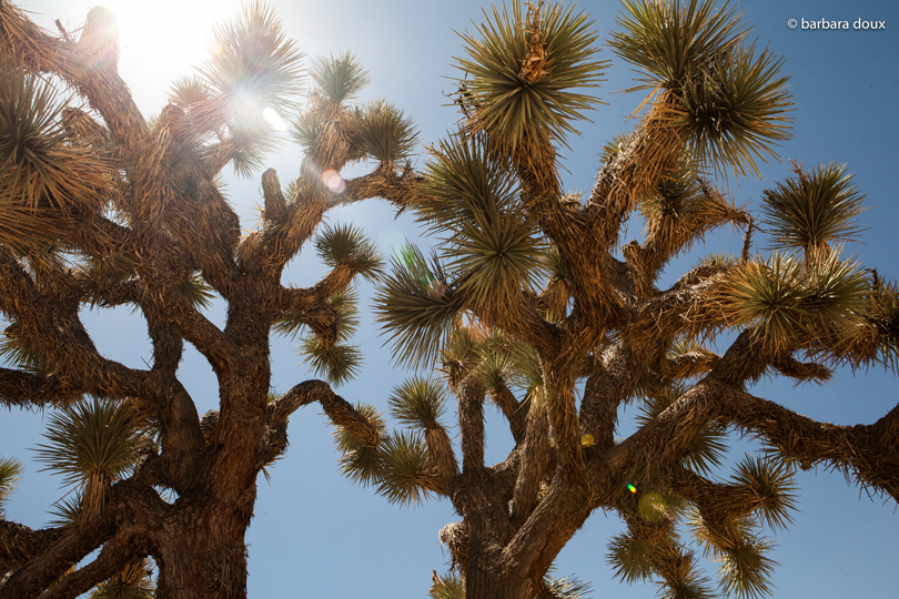 Joshua Tree