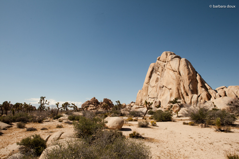 Joshua Tree