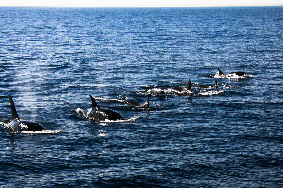 Orca killer whales long beach California