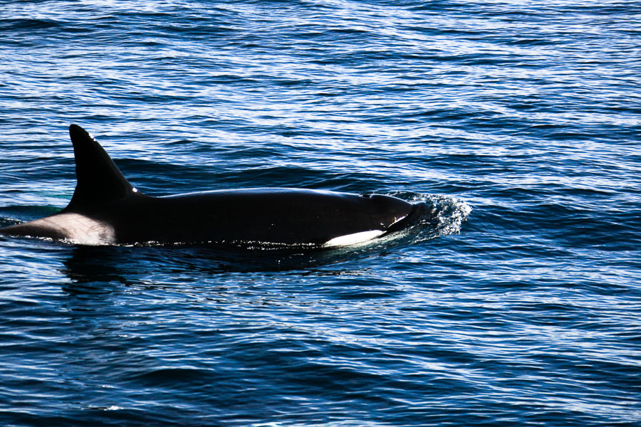 Orca killer whales long beach California