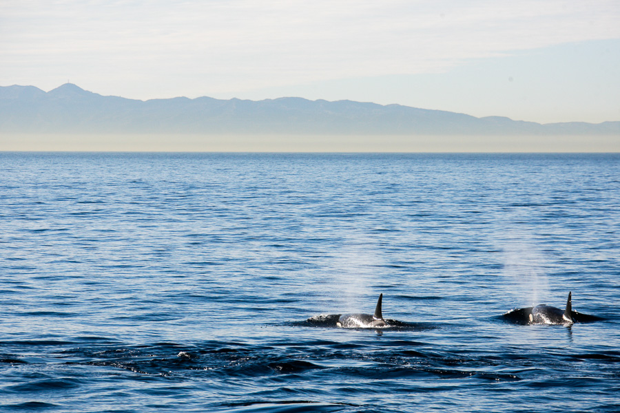 Orca killer whales long beach California