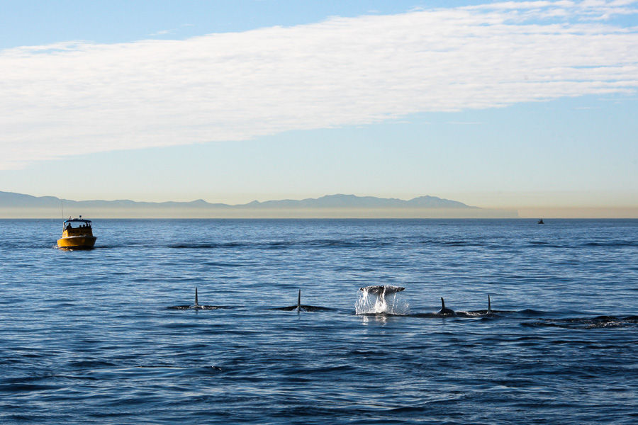 Orca killer whales long beach California