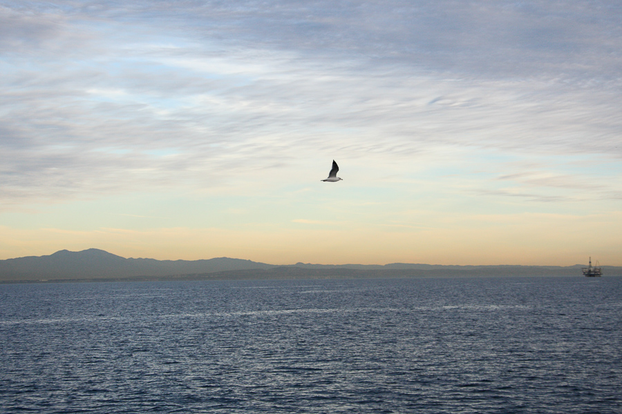 seagull sea ocean