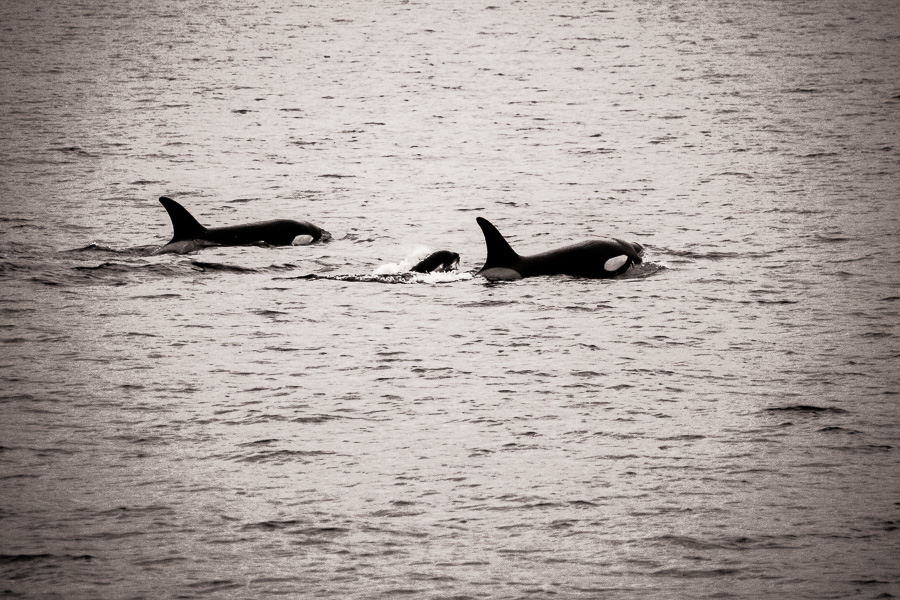 Orca killer whales long beach California