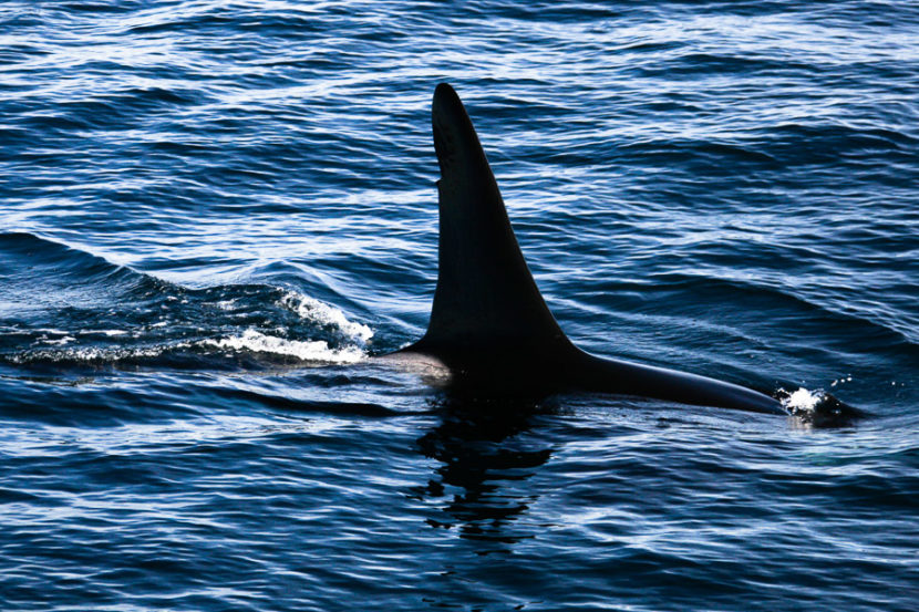 Orca killer whales long beach California